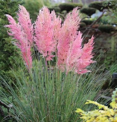 Pampasgras Pink Feather - XXXL Topf - Cortaderia selloana