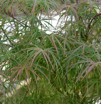 Japanischer Schlitzahorn scolopendrifolium Atropurpureum 100-125cm - Acer