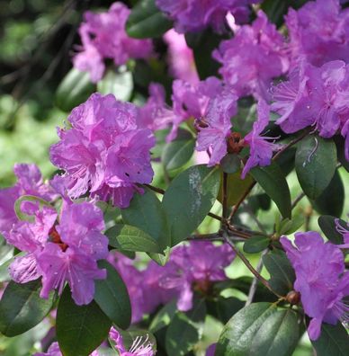 Klein-blütige Rhododendron 25-30cm - Rhododendron minus