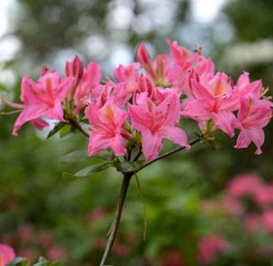 Rhododendron Pennsylvania 50-60cm - Rhododendron viscosum