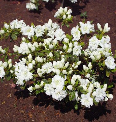 Japanische Azalee Eisprinzessin® 20-25cm - Rhododendron obtusum - Alpenrose