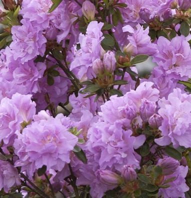 Hochstamm Japanische Azalee Elsie Lee 60-80cm - Rhododendron obtusum - Alpenrose