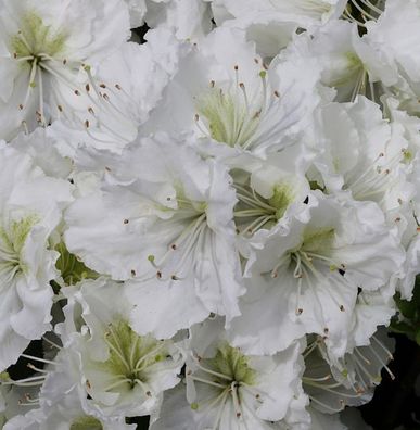Japanische Azalee Patricia Barmold 30-40cm - Rhododendron luteum - Alpenrose