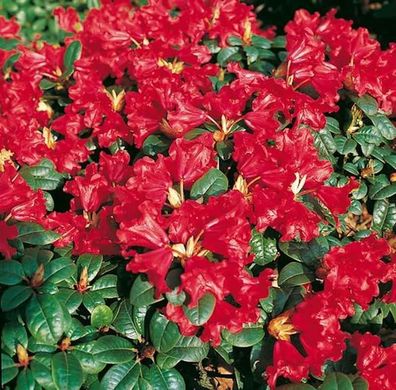 Zwerg Rhododendron Scarlet Wonder 25-30cm - Rhododendron repens - Alpenrose