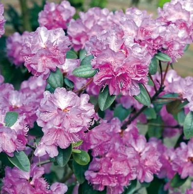 Zwerg Rhododendron P. J. Mezitt 25-30cm - Rhododendron impeditum - Alpenrose