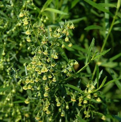Deutscher Estragon - Artemisia dracunculus
