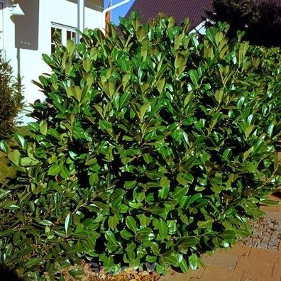 Kirschlorbeer Rotundifolia 60-80cm - Prunus laurocerasus