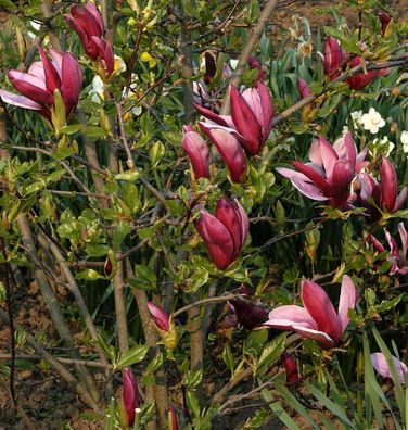 Purpur Magnolie 40-60cm - Magnolia liliiflora