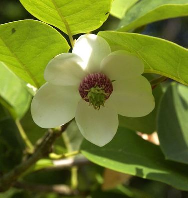 Sommer Magnolie 100-125cm - Magnolia sieboldii