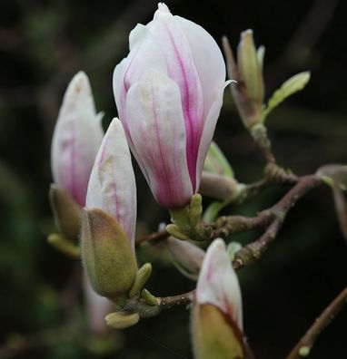 Tulpen Magnolie 125-150cm - Magnolia soulangiana
