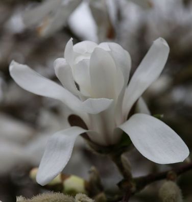 Kleine Sternmagnolie 60-80cm - Magnolia stellata