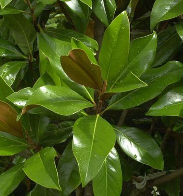 Immergrüne Magnolie Galissoniere 125-150cm - Magnolia grandiflora