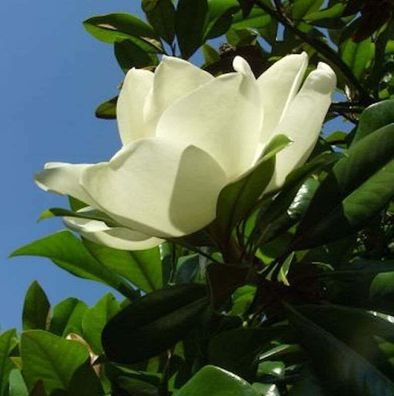 Großblumige Magnolie Little Gem 80-100cm - Magnolia grandiflora