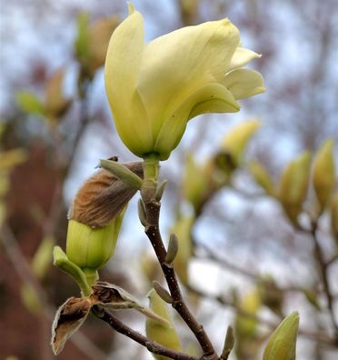 Magnolie Elizabeth 80-100cm - Magnolia brooklynensis