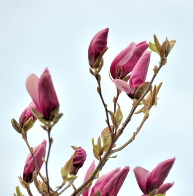Niedrige Magnolie Ricki 40-60cm - Magnolia liliiflora