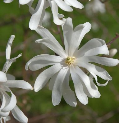 Sternmagnolie Royal Star 60-80cm - Magnolia stellata