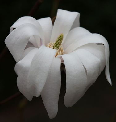 Sternmagnolie Waterlily 60-80cm - Magnolia stellata