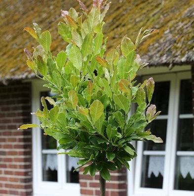 Hochstamm Kleine Sternmagnolie 80-100cm - Magnolia stellata