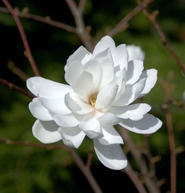 Sternmagnolie Wildcat 100-125cm - Magnolia stellata
