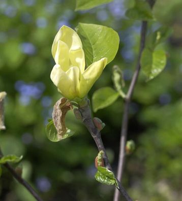 Hochstamm Magnolie Yellow Joy 100-125cm - Magnolia