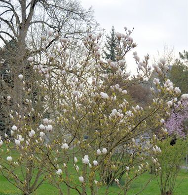 Magnolie Tina Durio 100-125cm - Magnolia