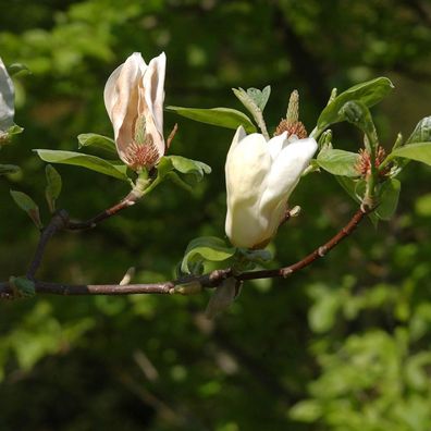 Hochstamm Magnolie Yellow Laterm 100-125cm - Magnolia