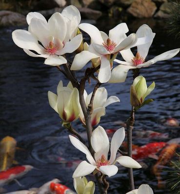 Hochstamm Magnolie Sunrise 80-100cm - Magnolia