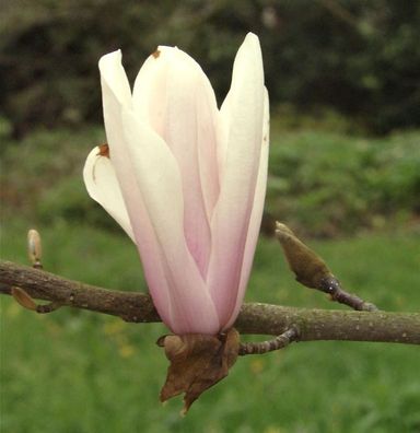 Hochstamm Magnolie Sunsation 100-125cm - Magnolia