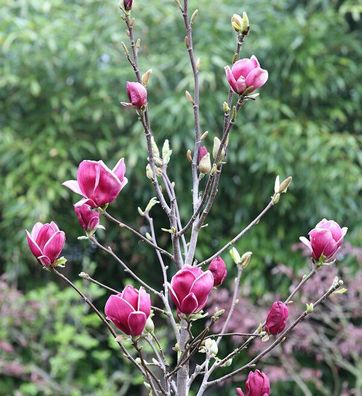 Hochstamm Magnolie March Till Frost 100-125cm - Magnolia