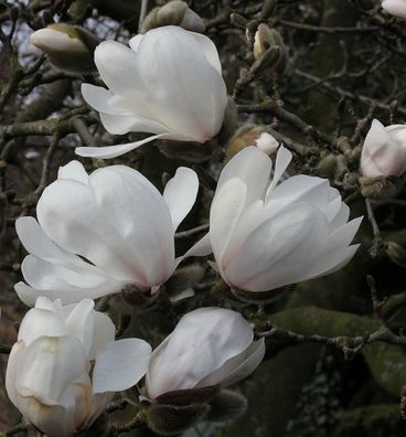 Sternmagnolie Merrill 125-150cm - Magnolia loebneri
