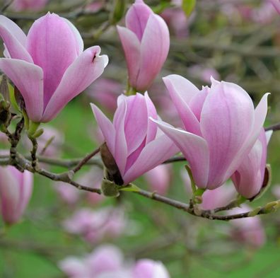 Tulpen Magnolie Heaven Scent 60-80cm - Magnolia soulangiana