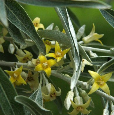 Schmalblättrige Ölweide 80-100cm - Elaeagnus angustifolia