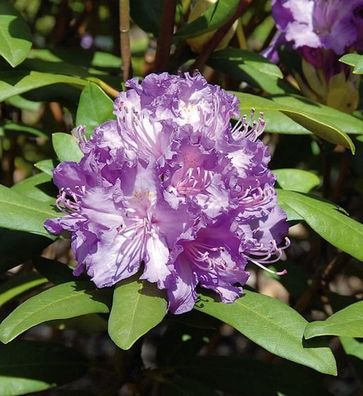 Großblumige Rhododendron Alfred 40-50cm - Alpenrose