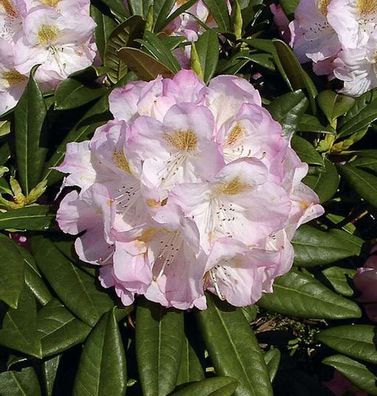 Großblumige Rhododendron Brigitte 30-40cm - Alpenrose
