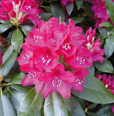 Großblumige Rhododendron Nova Zembla 70-80cm - Alpenrose