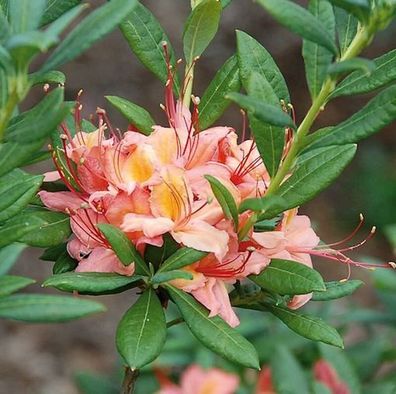 Rhododendron Framingham 40-50cm - Rhododendron viscosum