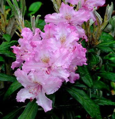 Rhododendron Millenium 40-50cm - Rhododendron viscosum
