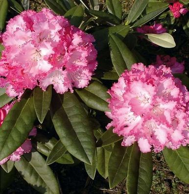 Rhododendron Arabella 25-30cm - Alpenrose