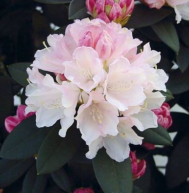 Rhododendron Dreamland 25-30cm - Alpenrose