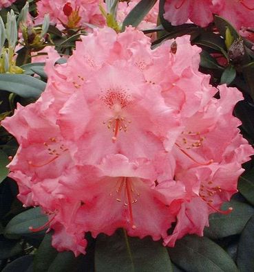 Rhododendron Marlis 20-25cm - Alpenrose