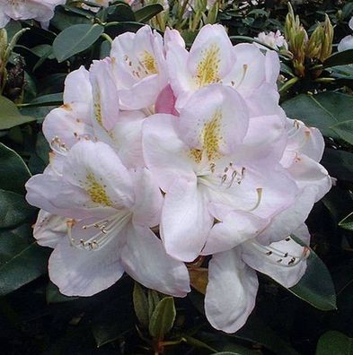 Großblumige Rhododendron Gomer Waterer 60-70cm - Alpenrose