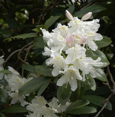 Inkarho - Großblumige Rhododendron Cunningham White 30-40cm - Alpenrose