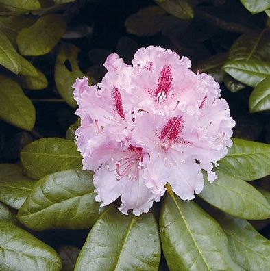 Großblumige Rhododendron Progrès 60-70cm - Alpenrose