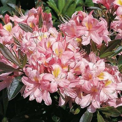 Rhododendron Juniduft 30-40cm - Rhododendron viscosum