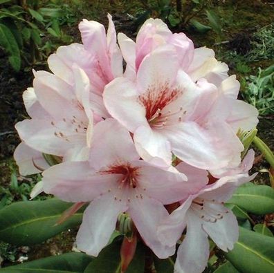 Inkarho - Großblumige Rhododendron Paola 30-40cm - Alpenrose