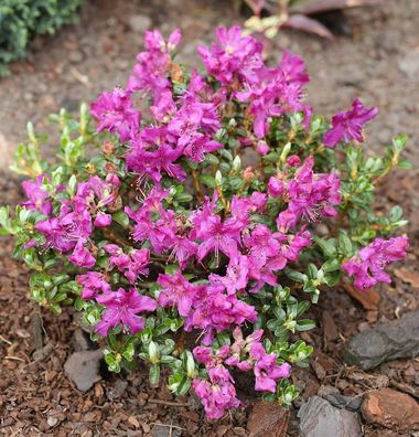 Kriech und Zwerg Rhododendron Select 15-20cm - Rhododendron radistrotum