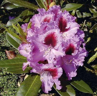 Inkarho - Großblumige Rhododendron Kabarett 25-30cm - Alpenrose