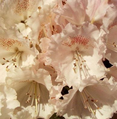 Hochstamm Rhododendron Heinjes Zauberflöte 80-100cm - Alpenrose
