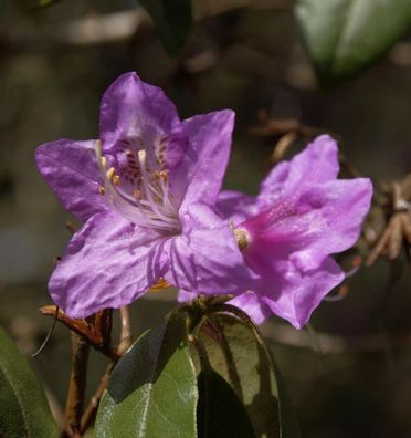 Rhododendron concinnum 40-50cm - Rhododendron