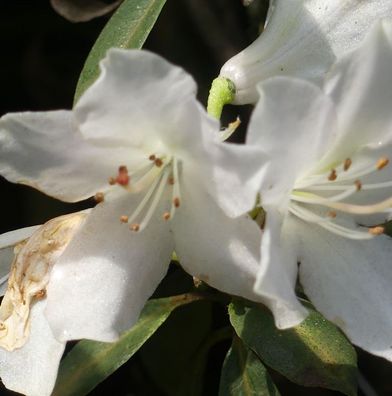 Rhododendron wongii 40-50cm
